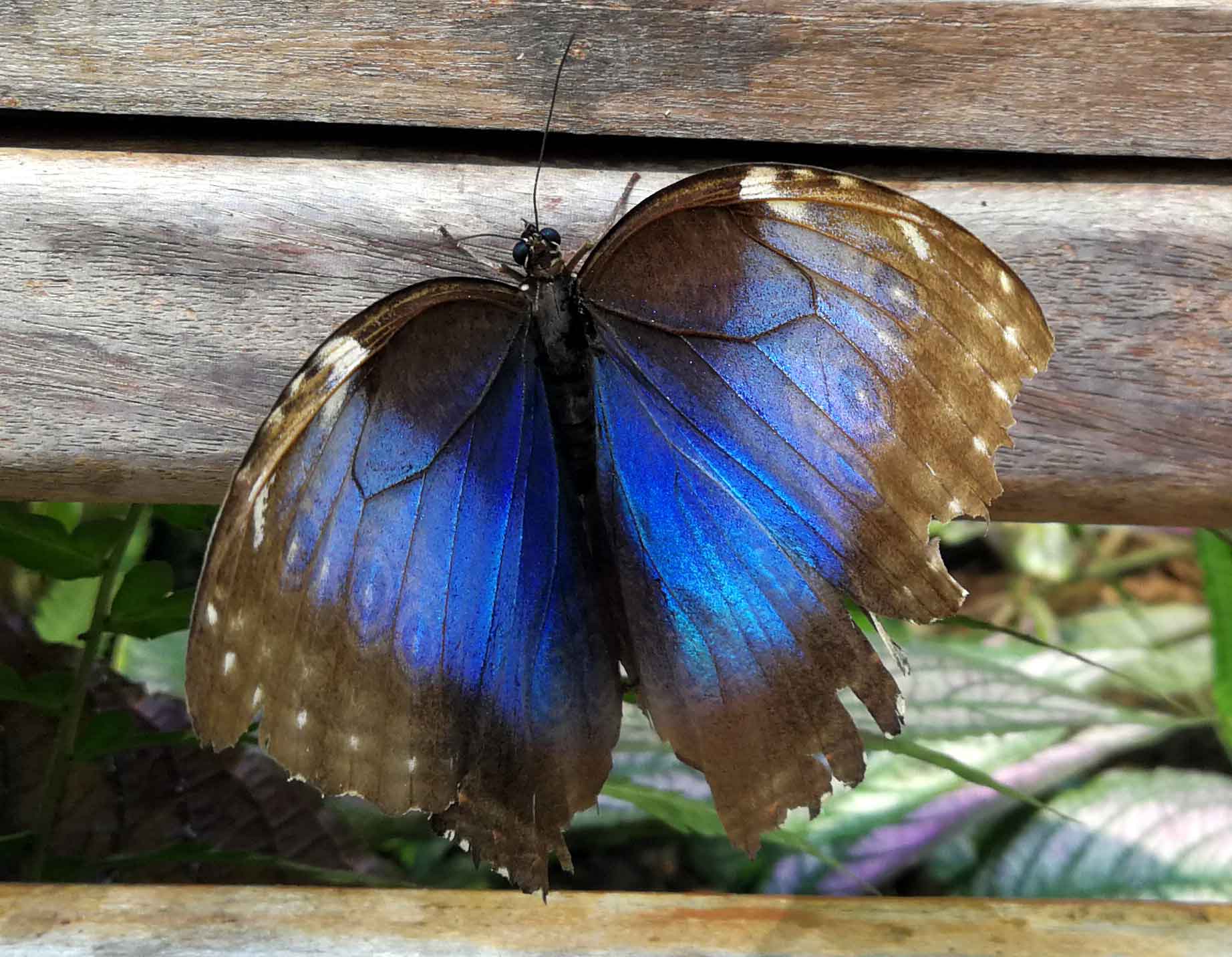 Błękitny motyl Morpho Błękitny motyl Morpho