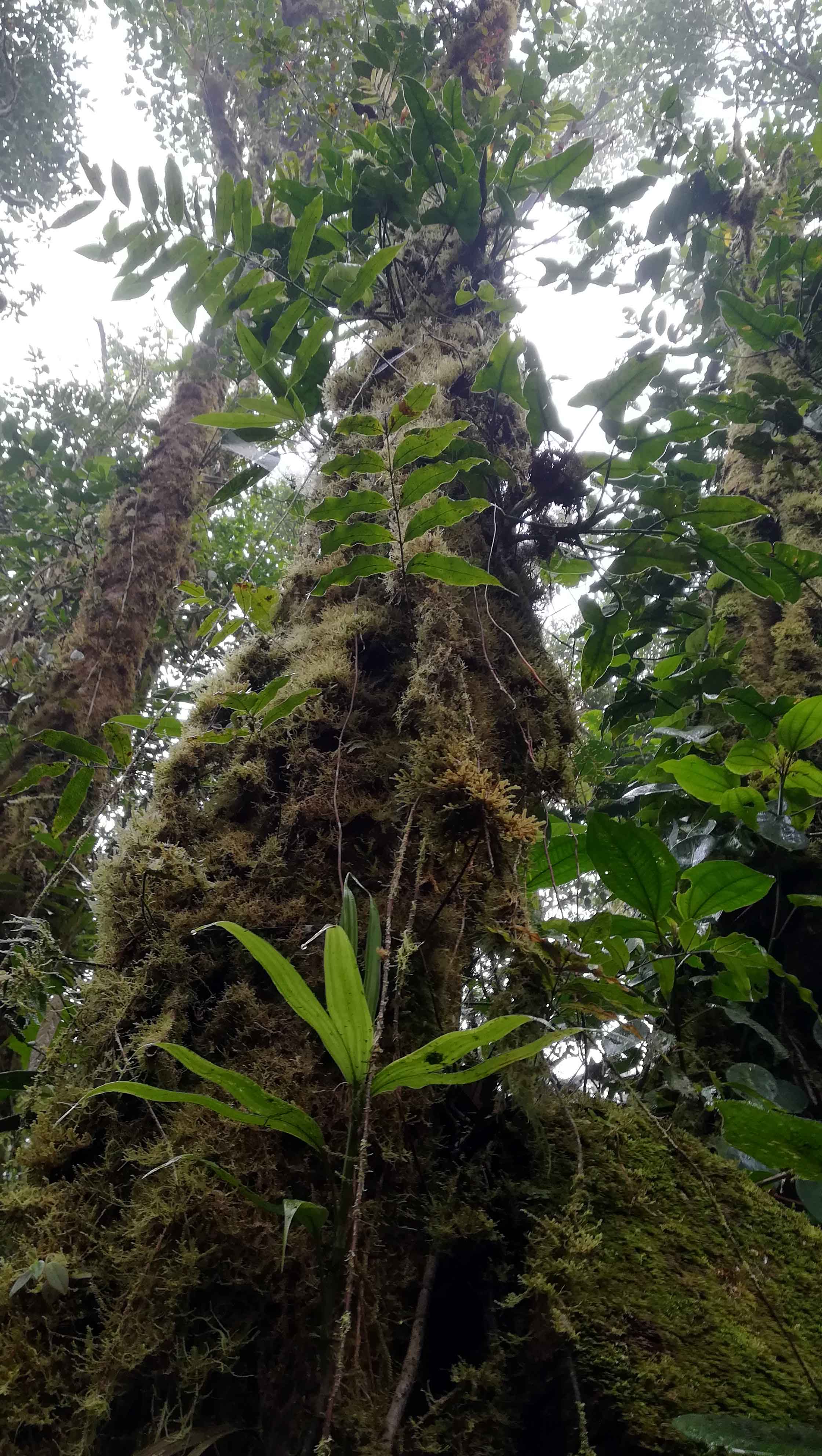 Las chmurowy rezerwatu Monteverde Las chmurowy rezerwatu Monteverde