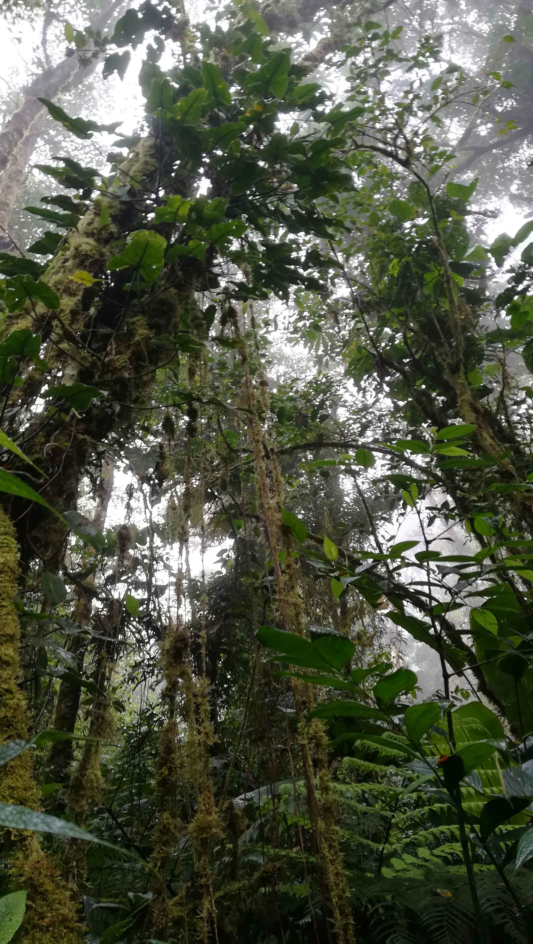 W rezerwacie Monteverde W rezerwacie Monteverde