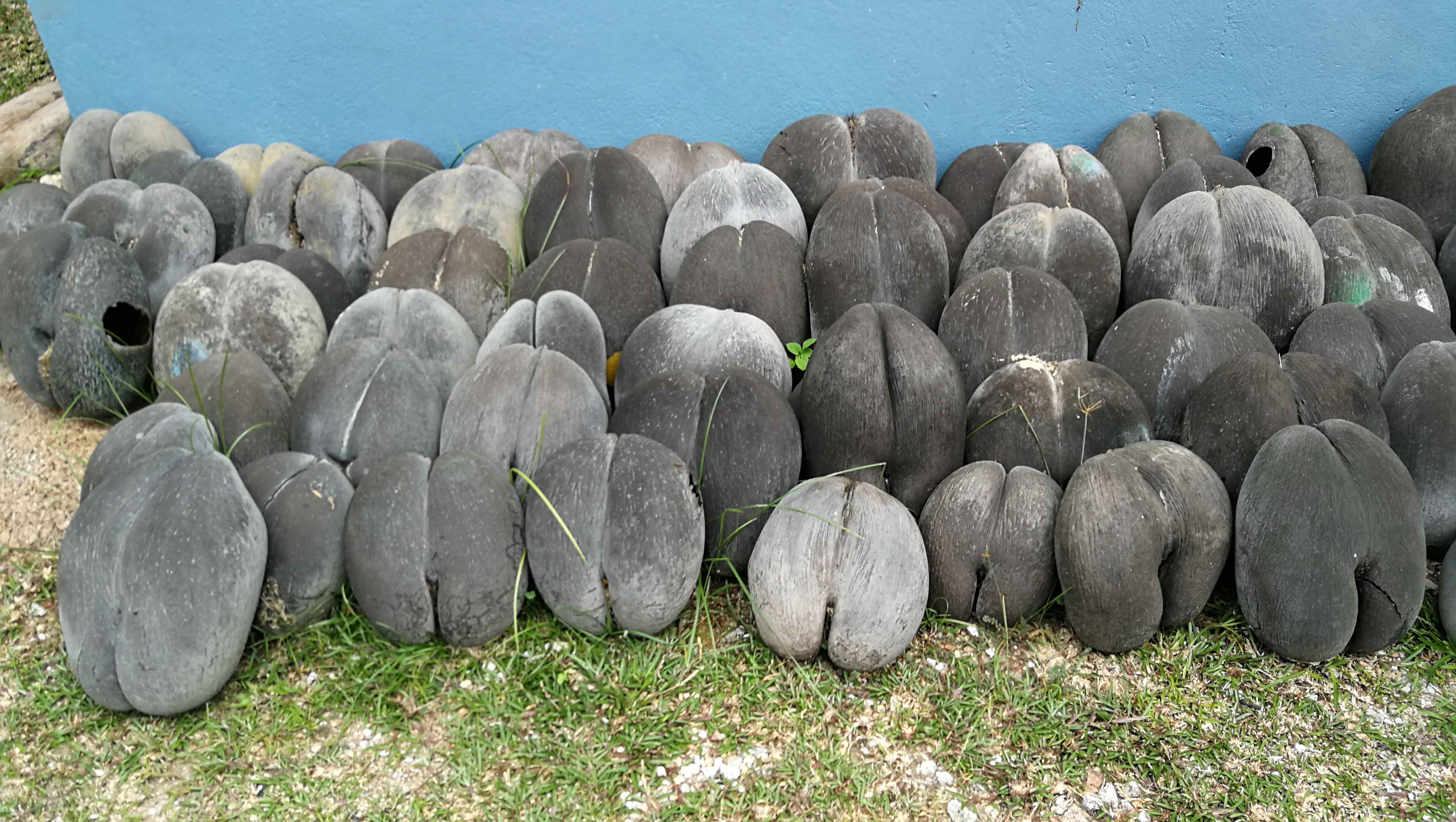 Palma seszelska coco de mer Palma seszelska coco de mer