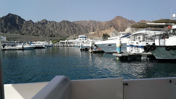 Marina Bandar - punkt wypadowy na obserwację delfinów i nurkowanie z fajką Marina Bandar - punkt wypadowy na obserwację delfinów i nurkowanie z fajką